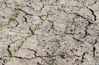 Bahçe yatağında taze yeşil sarımsak ve soğan filizi. Organik yiyecekler