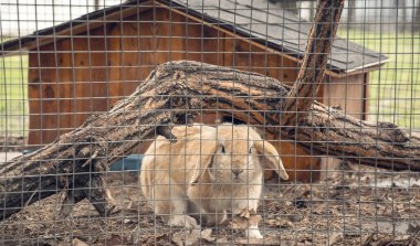 Kafesteki küçük sevimli tüylü tavşan. Çiftlikte kürk hayvanları yetiştiriyor.