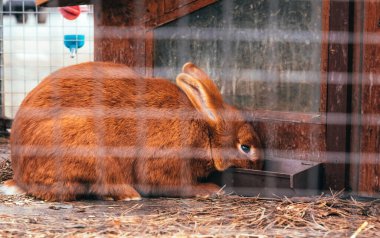 Kafesteki kızıl tüylü evcil tavşan. Tavşan kürkü çiftliği