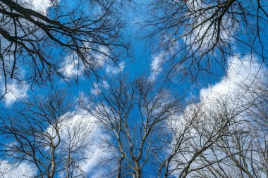 Beyaz bahar bulutları ve mavi bahar gökyüzü ilkbahar ormanlarının başında