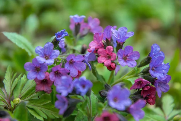 Primavera Florescendo Planta Medicinal Floresta Selvagem Lungwort Tapete Floral Floresta — Fotografia de Stock