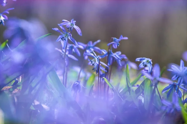 Çiçekli Sibirya Scilla Güneşli Ormanlık Ilkbaharın Başlarında — Stok fotoğraf