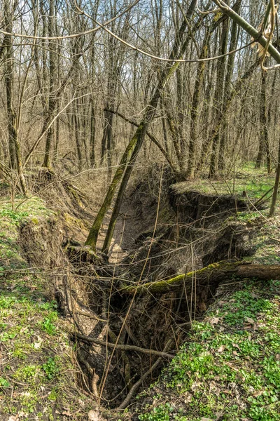 Eroze Půdy Ravine Rostoucí Lese — Stock fotografie