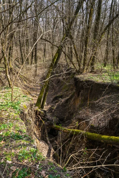 Eroze Půdy Ravine Rostoucí Lese — Stock fotografie