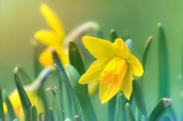 Pintoresco Jardín Soleado Primavera Narcisos Brillantes Florecientes Fondo Floral Festivo —  Fotos de Stock