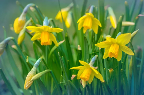 Flores Amarillas Brillantes Primavera Narcisos Parque Ciudad —  Fotos de Stock