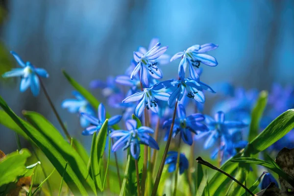 Çiçekli Sibirya Scilla Güneşli Ormanlık Ilkbaharın Başlarında — Stok fotoğraf