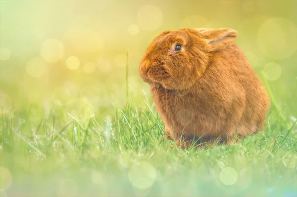Маленький Пасхальный Кролик Зеленом Поле — стоковое фото