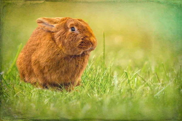 繊細なお祝いのイースターカード 日当たりの良い草原の新鮮な草の背景に小さな茶色のイースターバニー — ストック写真