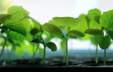  Güneşli bahçe ve bahar sebze filizleri