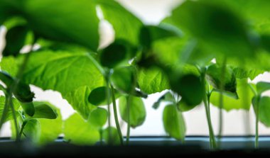  Güneşli bahçe ve bahar sebze filizleri