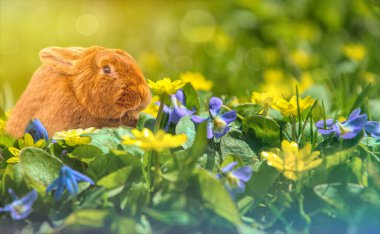Zarif Paskalya kartı. Güneşli bir çayırın arka planında küçük kahverengi paskalya tavşanı.