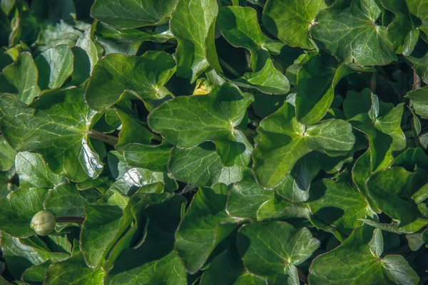 Sonniges Frisches Feld Und Saftig Grünes Gras — Stockfoto