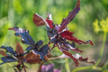 Bahçe yatağında yetişen taze kokulu fesleğen yaprakları.