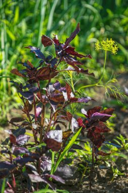 Bahçe yatağında yetişen taze kokulu fesleğen yaprakları.