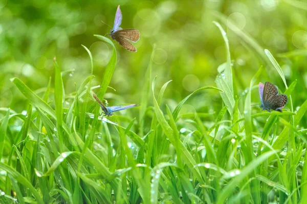 Grünes Rasengras Tautropfen Und Ein Schmetterling — Stockfoto