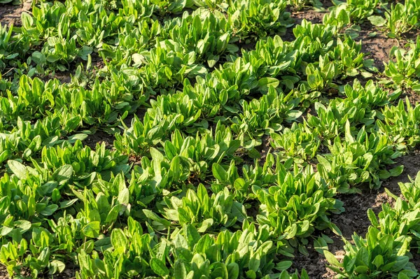 Zielone Świeże Liście Szpinaku Słonecznych Ogrodach Hodowla Żywności Ekologicznej — Zdjęcie stockowe