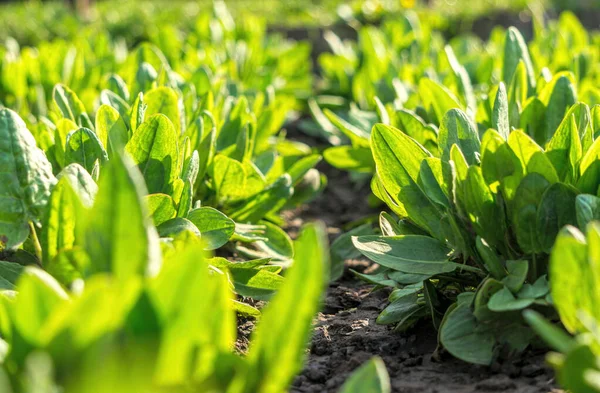 Zielone Świeże Liście Szpinaku Słonecznych Ogrodach Hodowla Żywności Ekologicznej — Zdjęcie stockowe