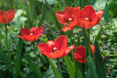 Renkli güneşli bahar çayırı. Parlak kırmızı ve sarı lale tomurcukları ve taze yeşil yapraklar, ılık Mayıs günü ve güneşli hava