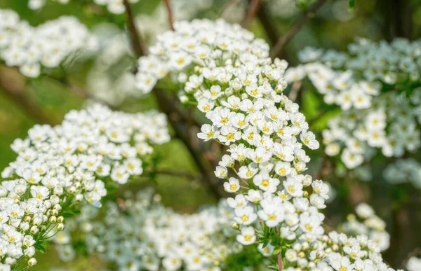 Весняні Квіти Білої Спіреї Весняний Святковий Фон — стокове фото