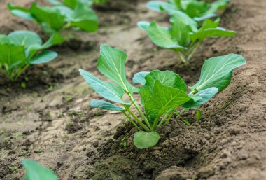 Güneşli bahçe ve bahar sebze filizleri