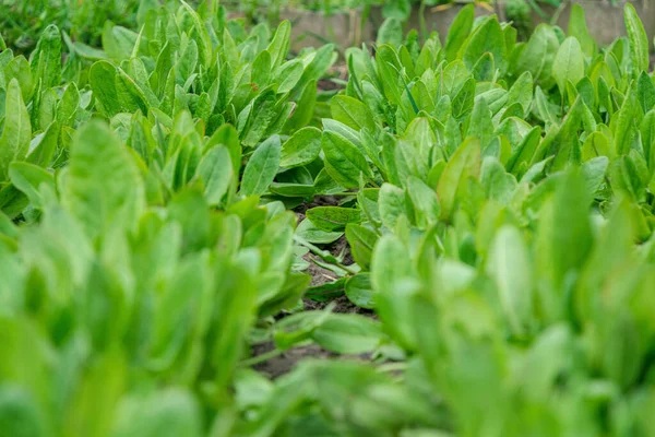 Folhas Verdes Espinafre Fresco Jardins Ensolarados Cultivo Alimentos Biológicos — Fotografia de Stock