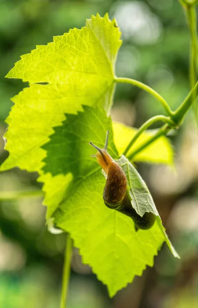 Limace Géante Sur Une Feuille Raisin Vert Lutte Antiparasitaire — Photo