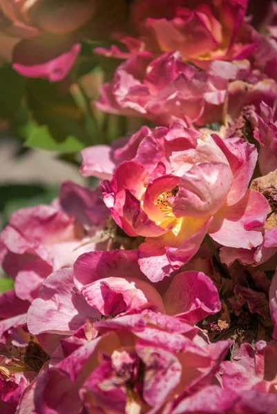 庭には英語の夏のお茶の繊細な花が咲きました — ストック写真