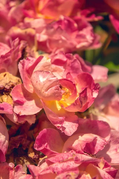 Flor Delicada Verão Chá Inglês Subiu Jardim — Fotografia de Stock
