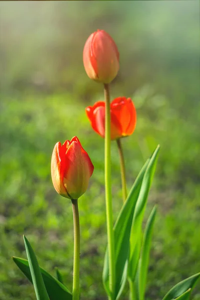 カラフルな日当たりの良い春の牧草地 鮮やかな赤と黄色のチューリップの芽と新鮮な緑の葉 暖かい5月の日と晴れた日 — ストック写真