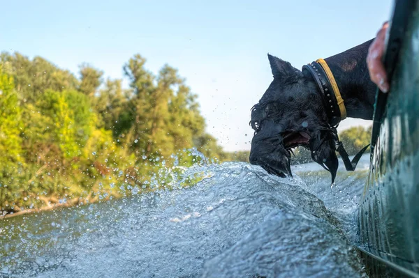 Літній Човен Катається Озері Смішний Собака Гавкає Хвилях — стокове фото