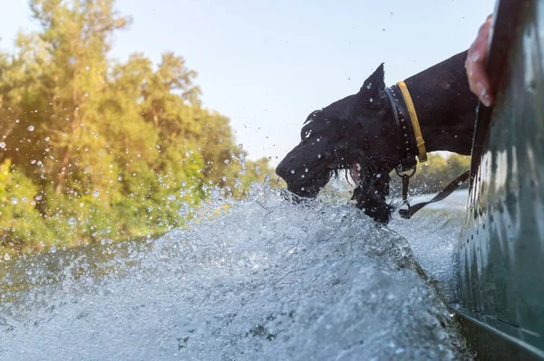 Літній Човен Катається Озері Смішний Собака Гавкає Хвилях — стокове фото