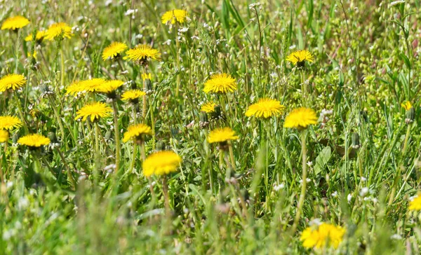 Gele Bloeiende Paardebloemen Een Zonnige Zomerweide — Stockfoto