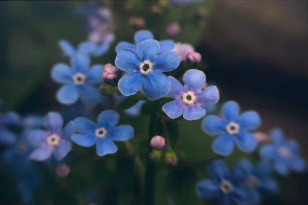 Azul Esquecer Não Flor Jardim Primavera Ensolarado — Fotografia de Stock