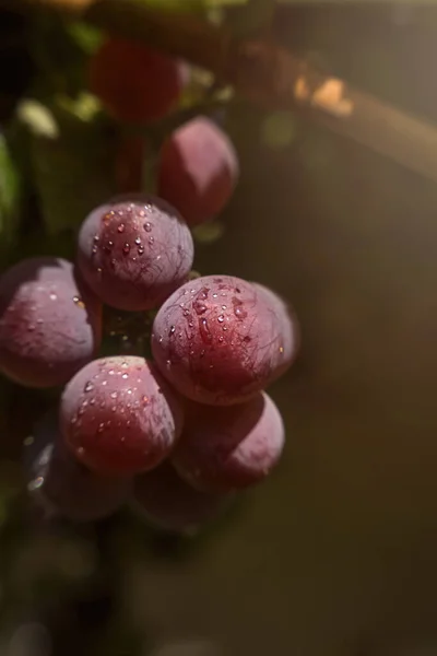 Reifende Beeren Aus Saftigen Süßen Muskatellertrauben Morgendlichen Weinberg Beeren Tautropfen — Stockfoto