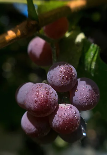 Reifende Beeren Aus Saftigen Süßen Muskatellertrauben Morgendlichen Weinberg Beeren Tautropfen — Stockfoto