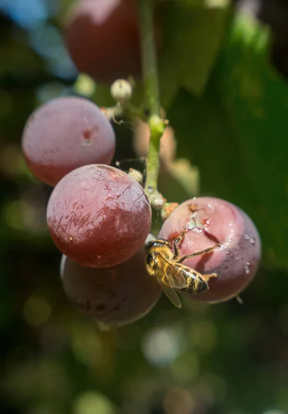 Hornissen Trinken Süßen Traubensaft Aus Reifen Beeren Landwirtschaftlicher Schädling — Stockfoto