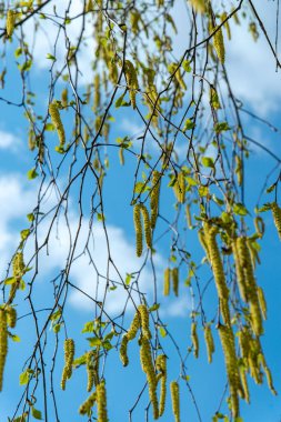 Paskalya doğal dokusu. Huş ağacının yeşil dalları mavi bahar gökyüzüne karşı