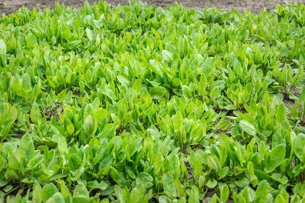 Grüne Frische Spinatblätter Sonnigen Gärten Ökologischer Anbau — Stockfoto