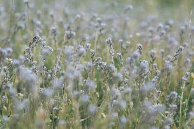 Çiçek tarlası ve yaz tatili