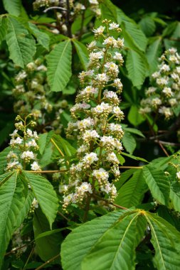 Çiçekli bahar kestanesi ağacı. Neşeli Beyaz Mayıs Çiçekleri