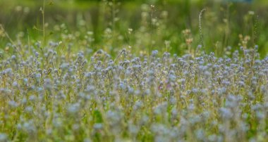 Çiçek tarlası ve yaz tatili
