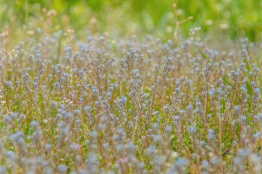 Çiçek tarlası ve yaz tatili
