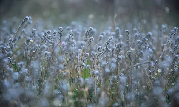 Campo Flores Férias Pentecostais Verão — Fotografia de Stock