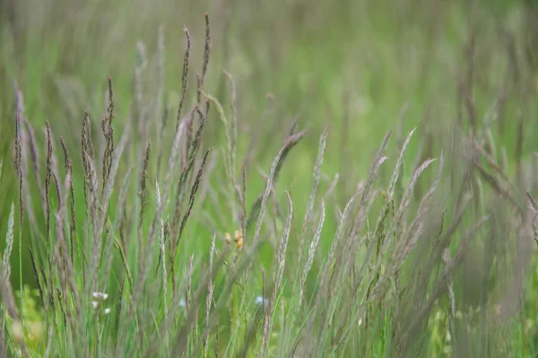 Herbe Verte Sur Champ Été — Photo