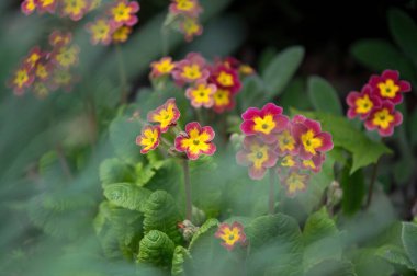 Bahar bahçesinde mor çuha çiçeği