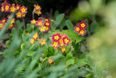 Bahar bahçesinde mor çuha çiçeği