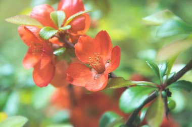 Japon ayva çiçekleri chaenomeles (Chaenomeles japonica) ve bahar bahçesi