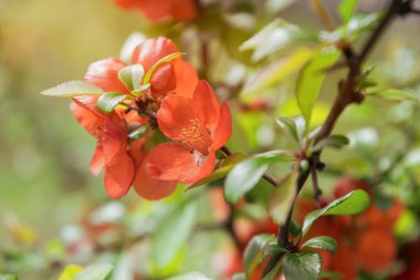 Japon ayva çiçekleri chaenomeles (Chaenomeles japonica) ve bahar bahçesi