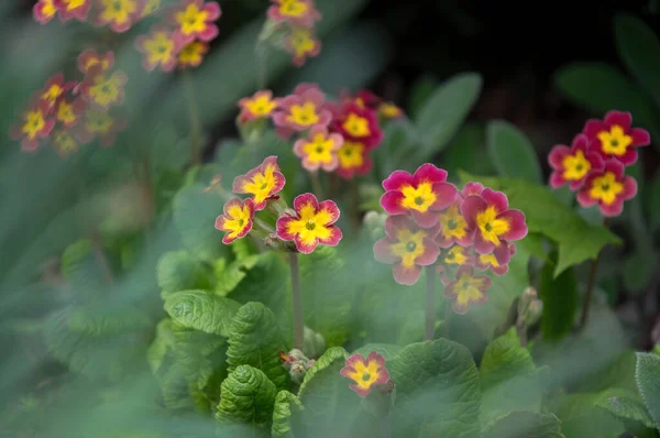 Bahar bahçesinde mor çuha çiçeği